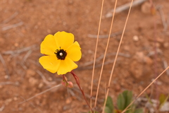Tuberaria globulariifolia