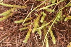 Thymelaea coridifolia