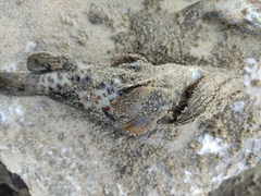 Epinephelidae
