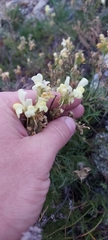 Linaria buriatica