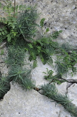 Astragalus glycyphyllos