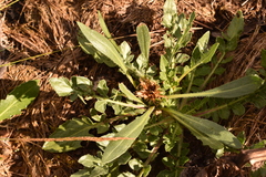 Centaurea ultreiae