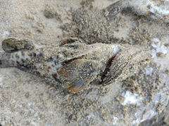 Epinephelidae