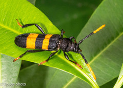 Zonopterus flavitarsis