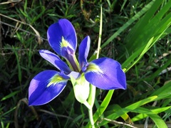 Iris hexagona hexagona
