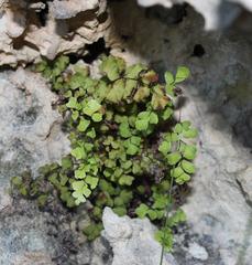 Adiantum aethiopicum
