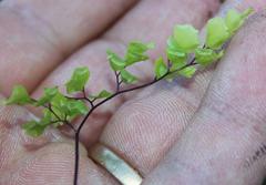 Adiantum aethiopicum