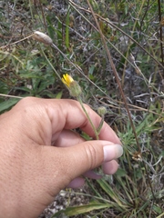 Crepis foetida