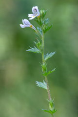 Euphrasia parviflora