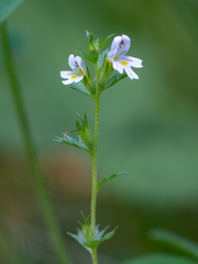 Euphrasia parviflora