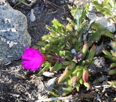 Lampranthus ceriseus