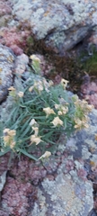 Linaria buriatica