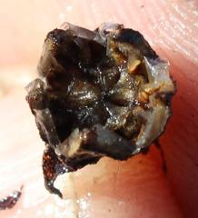 Lampranthus ceriseus