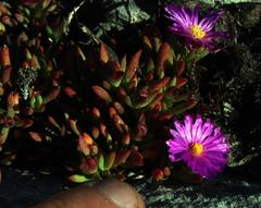 Lampranthus ceriseus