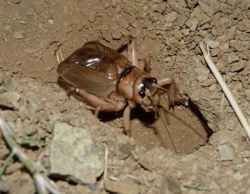 Brachytrupes membranaceus