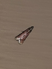 Varneria postremella