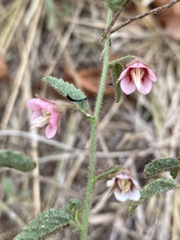 Hermannia boraginiflora