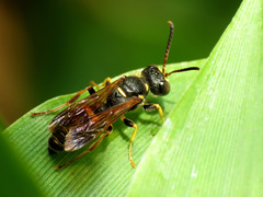 Cerceris clypeata