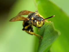 Cerceris clypeata