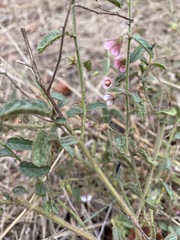 Hermannia boraginiflora