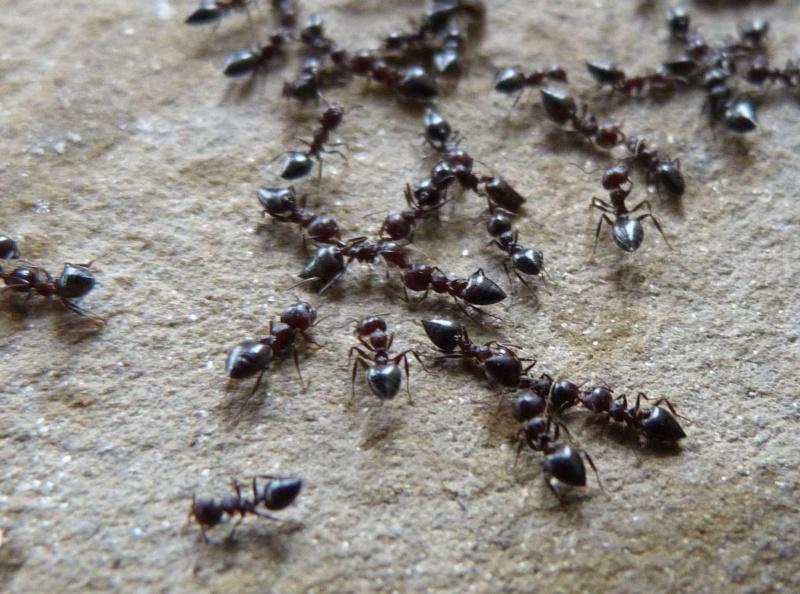 Crematogaster oscaris