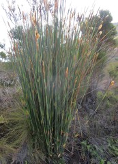 Elegia thyrsoidea