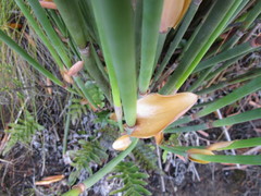Elegia thyrsoidea