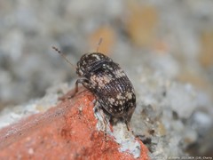 Eusphyrus walshi