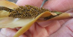Elegia thyrsoidea