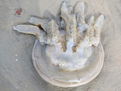 Crambionella