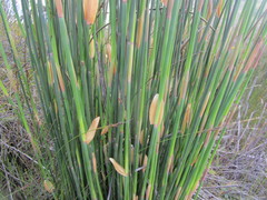 Elegia thyrsoidea