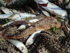 Chelidonichthys lucerna