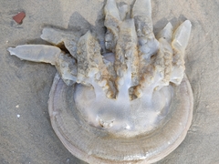 Crambionella
