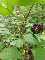 Eleutherococcus senticosus