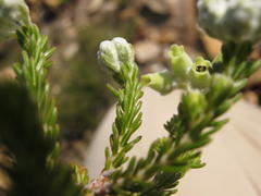 Erica flocciflora