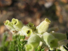 Erica flocciflora