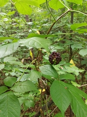 Eleutherococcus senticosus