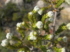 Erica flocciflora