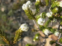 Erica flocciflora