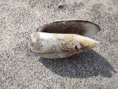 Agaronia gibbosa