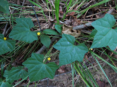 Creeping cucumber
