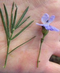 Psoralea arborea