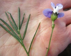 Psoralea arborea