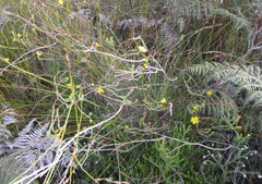 Ursinia trifida