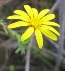 Ursinia trifida