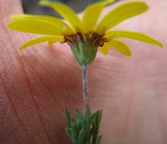 Ursinia trifida