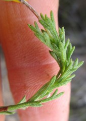 Ursinia trifida
