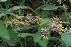 Triumfetta cordifolia