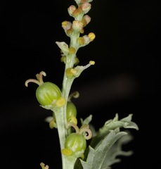 Stillingia treculiana