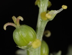 Stillingia treculiana
